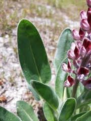 Lupinus villosus