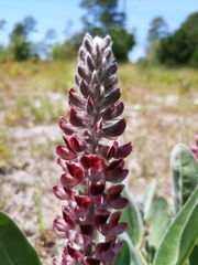 Lupinus villosus