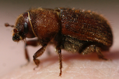 Dendroctonus