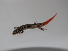 Vanzosaura rubricauda