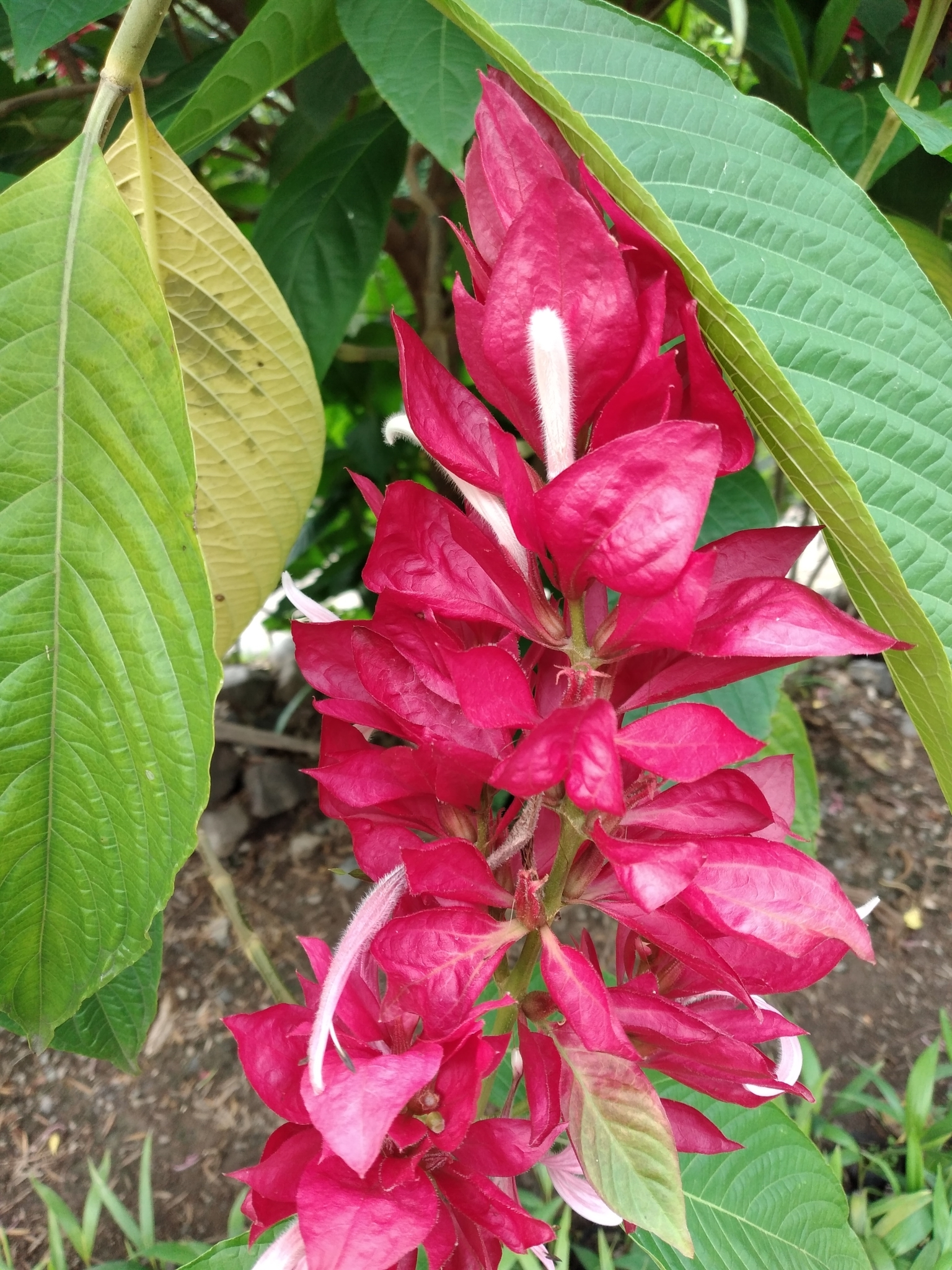 Megaskepasma erythrochlamys image