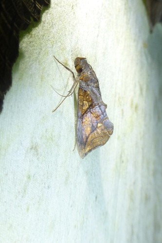 Plusiodonta incitans