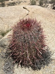 Ferocactus gracilis