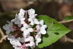 Viburnum carlesii