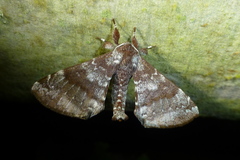 Apatelodes albipunctata