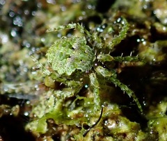 Cryptaranea subcompta