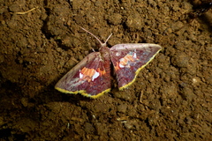 Tricentra quadrigata