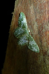 Chloropteryx dealbata