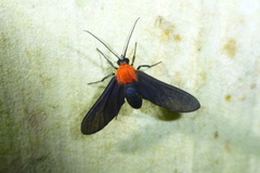 Psoloptera