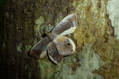 Opisthoxia