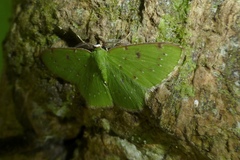 Lissochlora manostigma