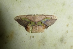 Semaeopus varia