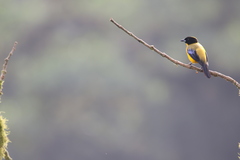 Anisognathus notabilis