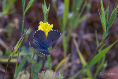 Pseudophilotes abencerragus