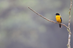 Anisognathus notabilis