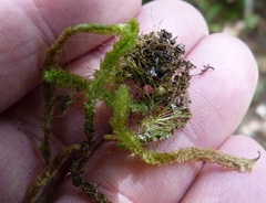 Cladomnion ericoides