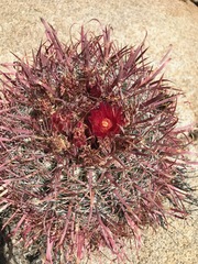 Ferocactus gracilis