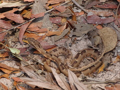 Bothrops pauloensis