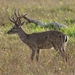 Pampas Deer - Photo (c) Luciano Bernardes, some rights reserved (CC BY-NC), uploaded by Luciano Bernardes
