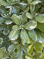 Pittosporaceae