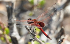 Tramea stenoloba