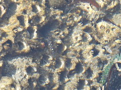 Oligocottus maculosus