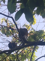 Crematogaster rogenhoferi