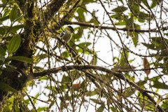 Pachyramphus versicolor