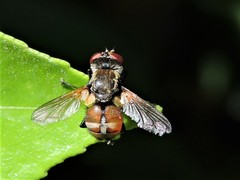 Gymnoclytia occidentalis