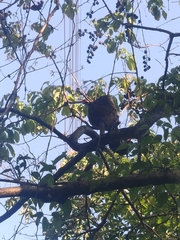 Crematogaster rogenhoferi