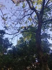 Crematogaster rogenhoferi