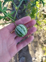 Cucurbitella asperata