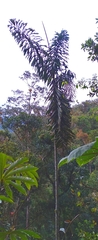 Wettinia microcarpa