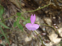 Desmodium batocaulon