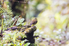 Silvicultrix frontalis