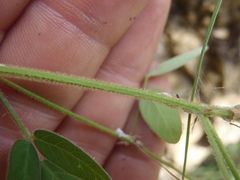 Desmodium batocaulon