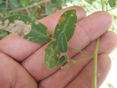 Desmodium batocaulon