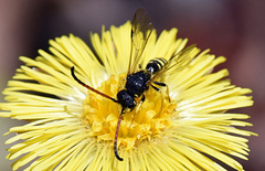 Sapyga martinii