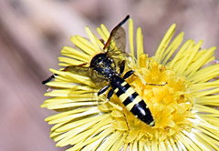 Sapyga martinii