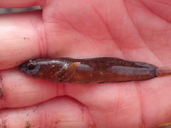 Ulvaria subbifurcata