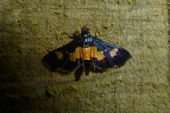 Salbia zena