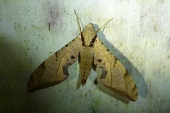 Protambulyx strigilis image
