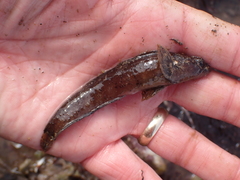 Ulvaria subbifurcata