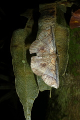 Thysanopyga carfinia