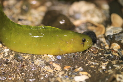 Apodichthys flavidus