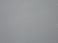 Gastropteron pacificum