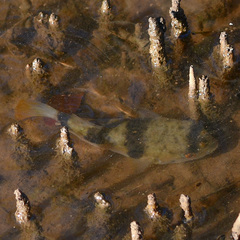 Marilyna pleurosticta