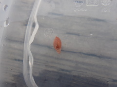 Gastropteron pacificum