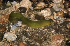 Apodichthys flavidus