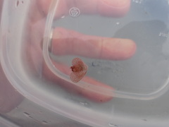 Gastropteron pacificum